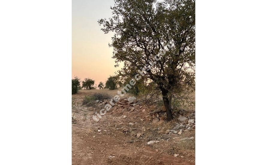 KOCATEPE DE 1275 METRE TEK TAPU MANZARALI ARAZİ_4