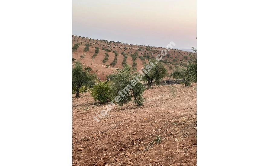 KOCATEPE DE 1275 METRE TEK TAPU MANZARALI ARAZİ_10