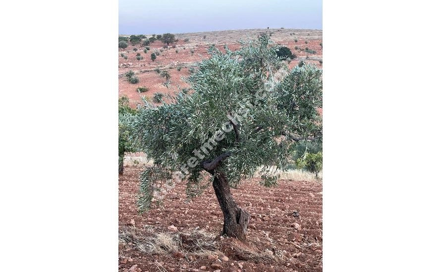 KOCATEPE DE 1275 METRE TEK TAPU MANZARALI ARAZİ_3
