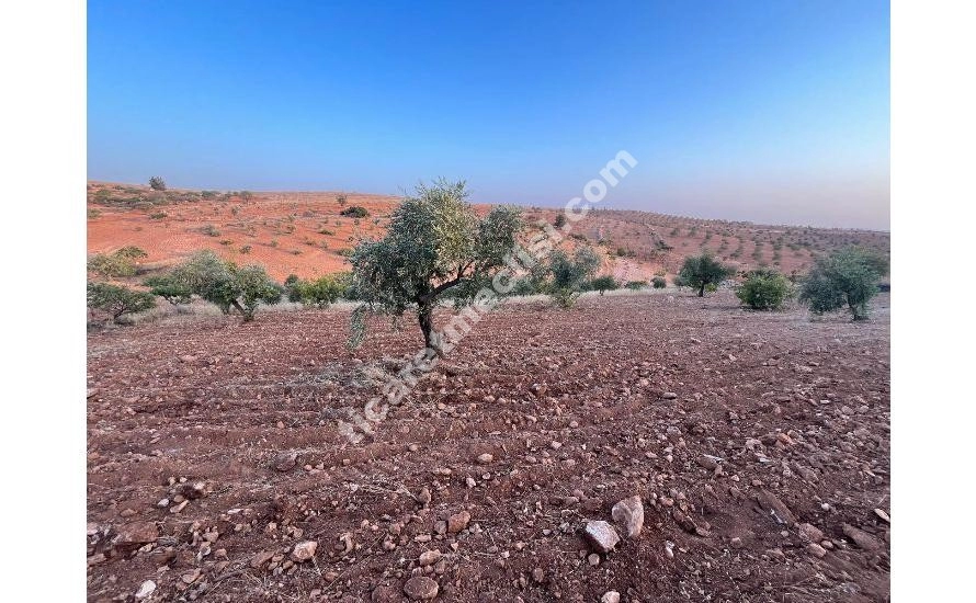 KOCATEPE DE 1275 METRE TEK TAPU MANZARALI ARAZİ_12