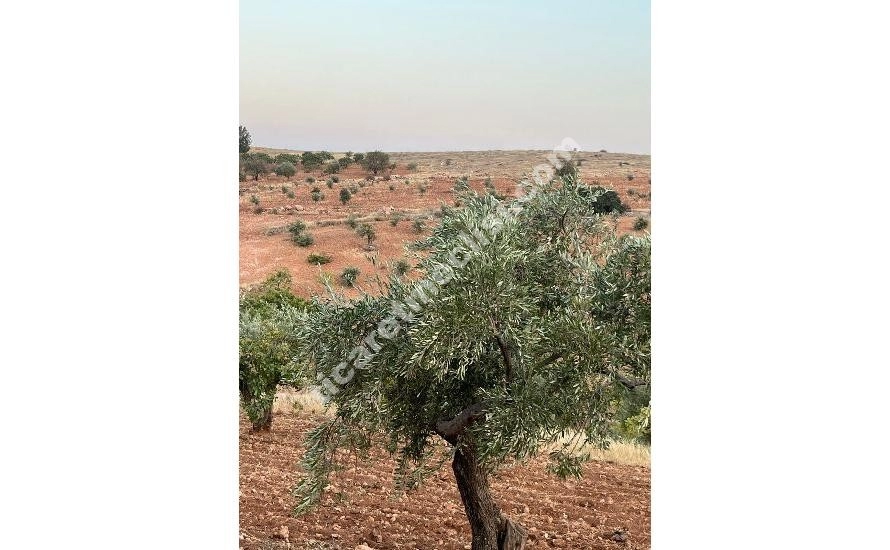 KOCATEPE DE 1275 METRE TEK TAPU MANZARALI ARAZİ_1