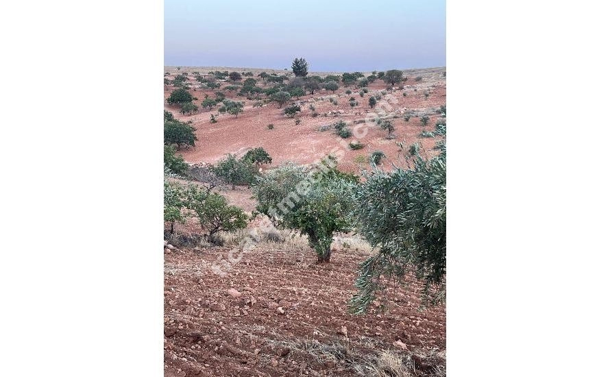 KOCATEPE DE 1275 METRE TEK TAPU MANZARALI ARAZİ_0